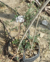 استفاده از آب غیر آلوده مصرف خانوار برای تولید محصولات کشاورزی در زابل